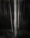 Ansel Adams (American, 1902-1984) 'Aspens, Northern New Mexico' 1958